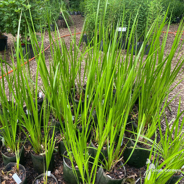 Plants by Wetland Indicator Status