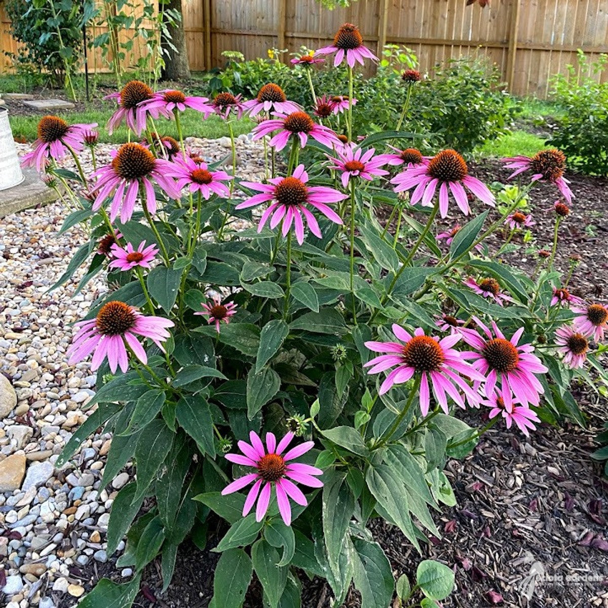Echinacea purpurea (Purple Coneflower) - 1 gal