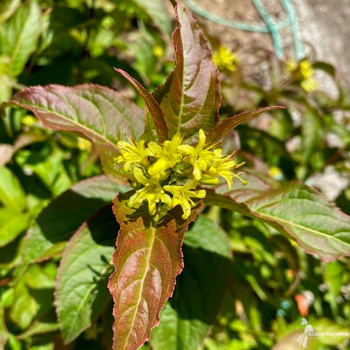 Diervilla lonicera (Native Bush Honeysuckle) - 3 gal