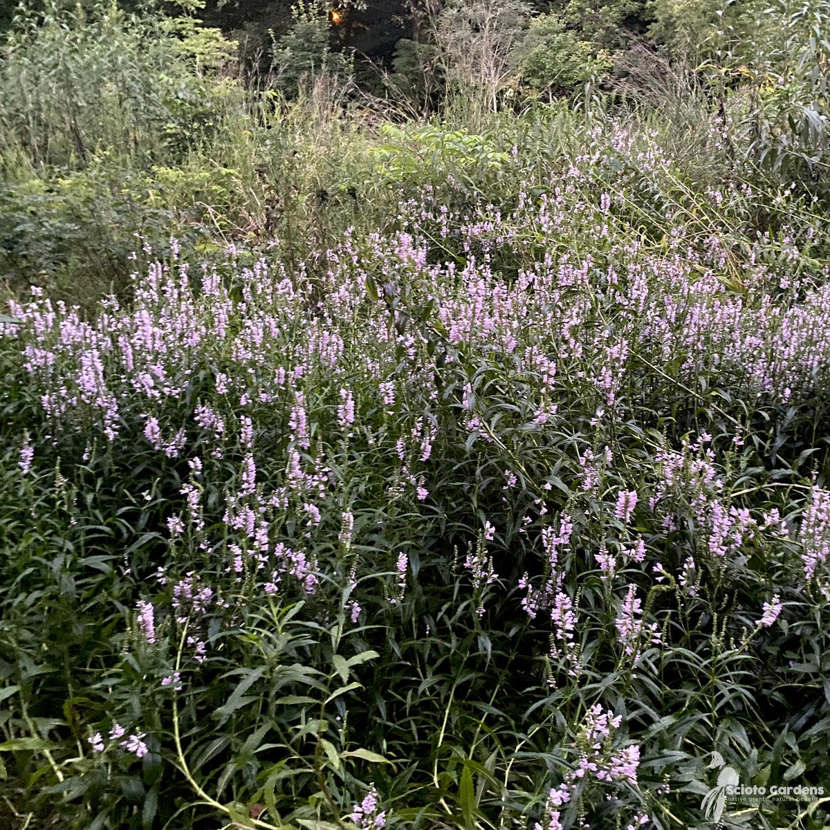 Physostegia virginiana (Obedient Plant) - 1 gal