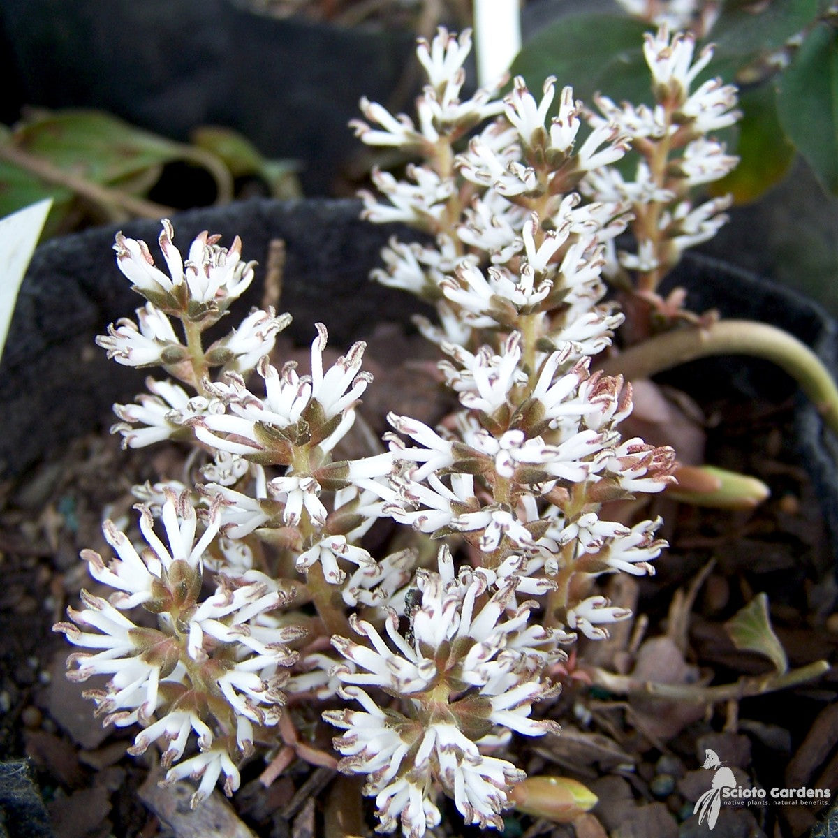 Pachysandra procumbens (Allegheny Spurge) - 1 gal