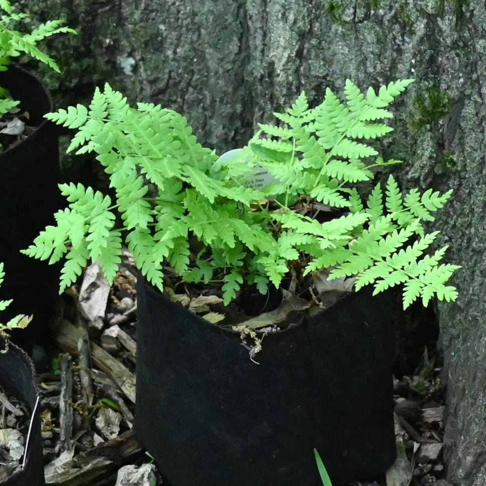 Osmunda cinnamomea (Cinnamon Fern) - 3QT