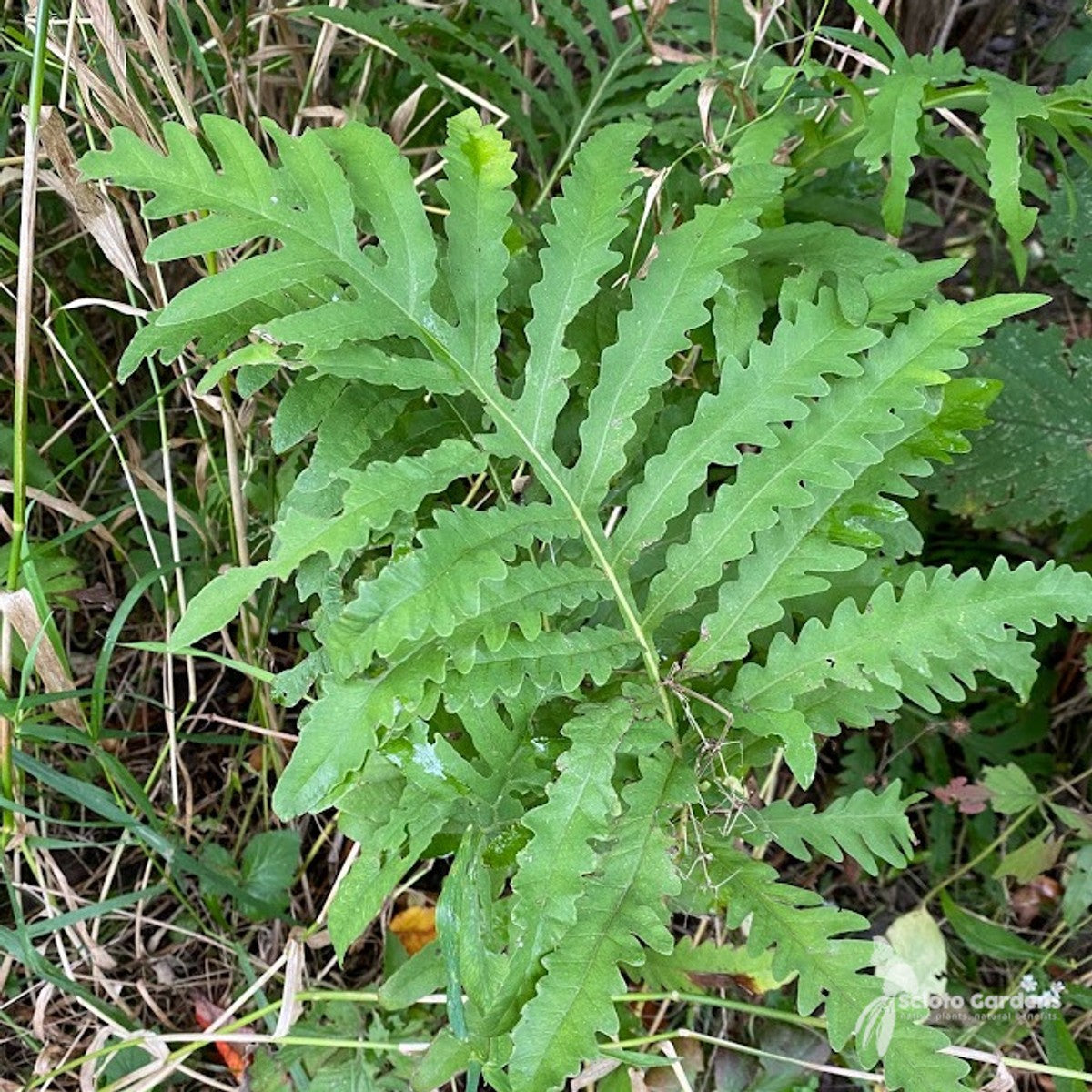 Onoclea sensibilis (Sensitive Fern) - 3QT
