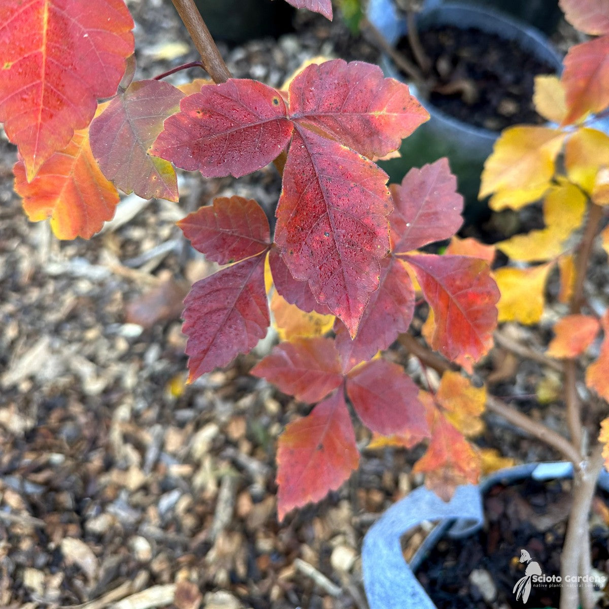Rhus aromatica (Fragrant Sumac) - 3 gal