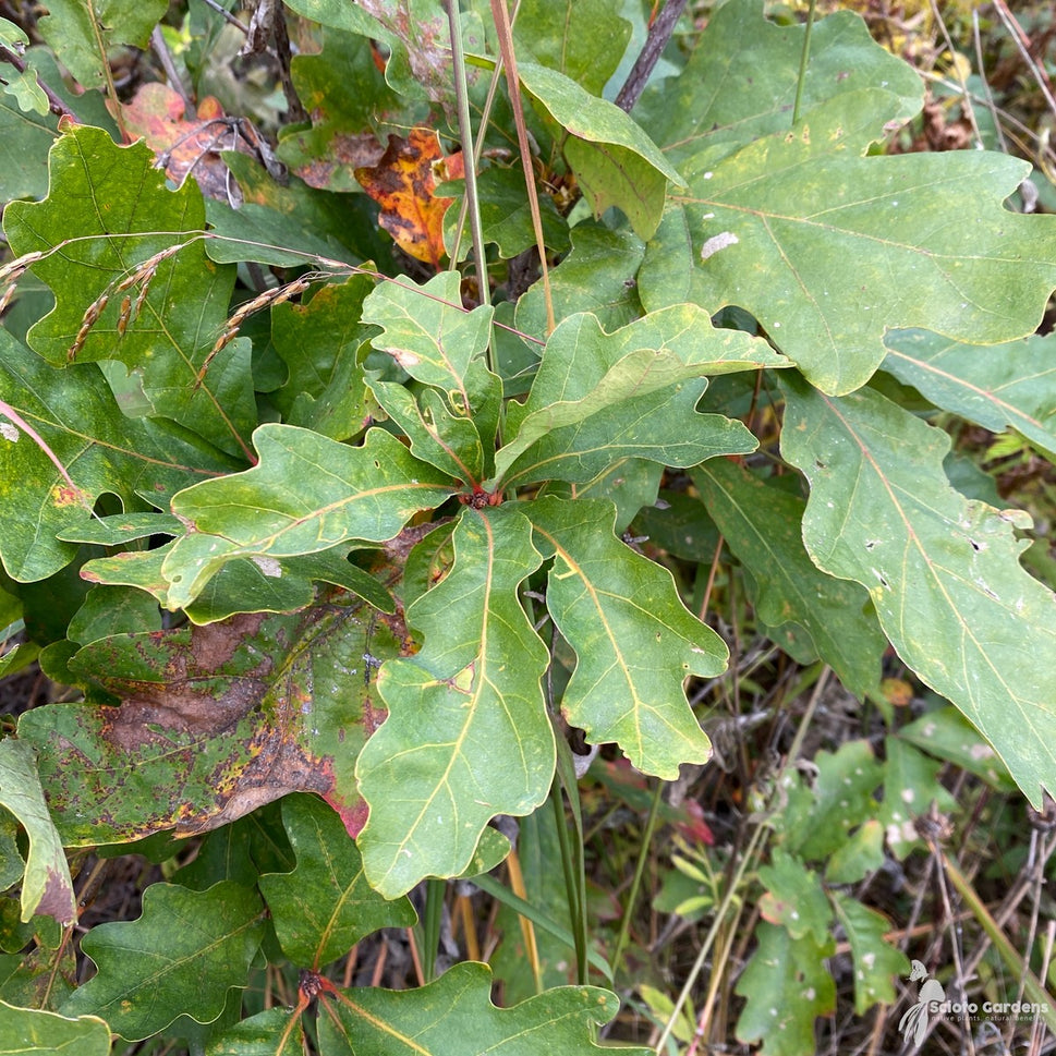 Quercus alba (White Oak) - QT