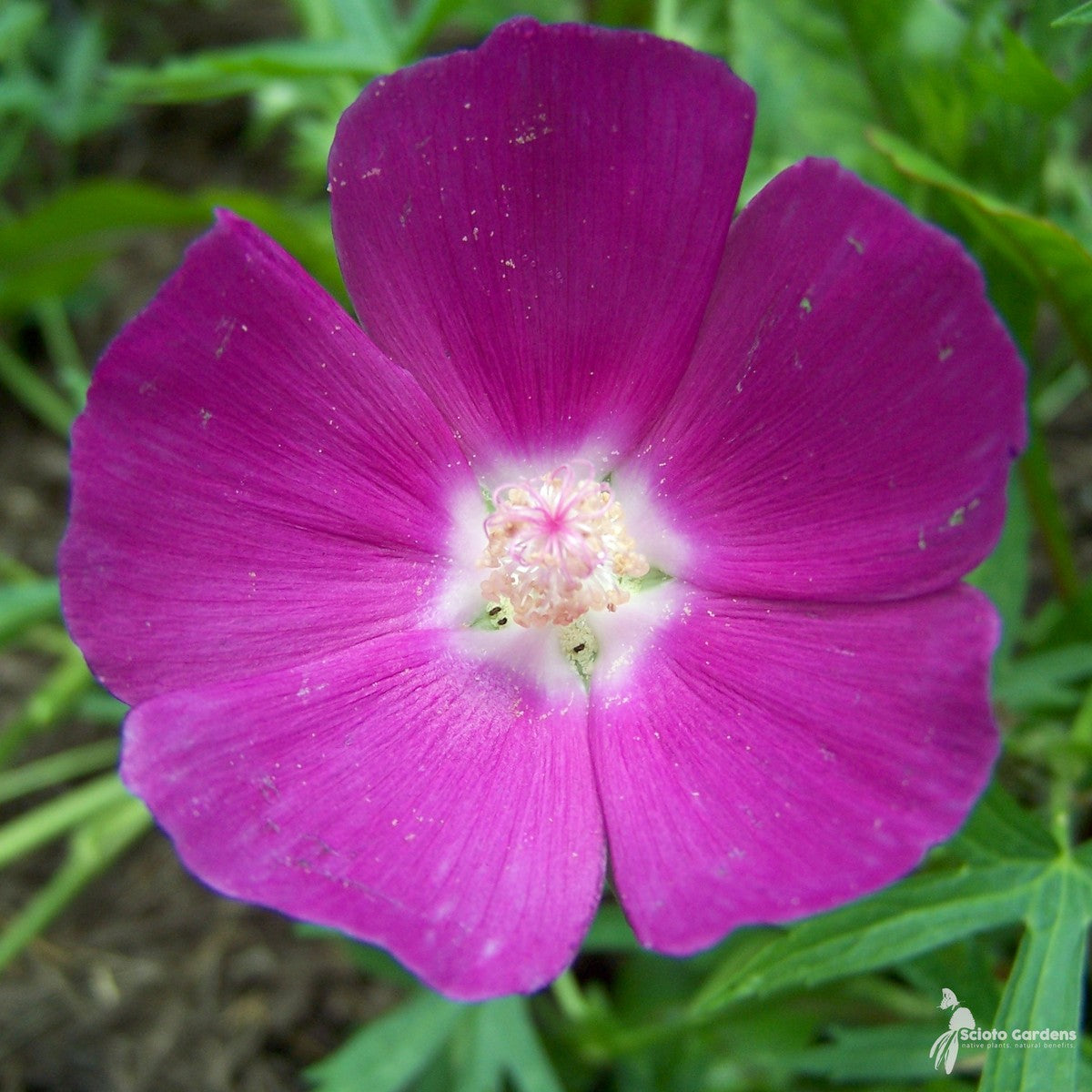 Callirhoe involucrata (Wine Cups) - 1 gal