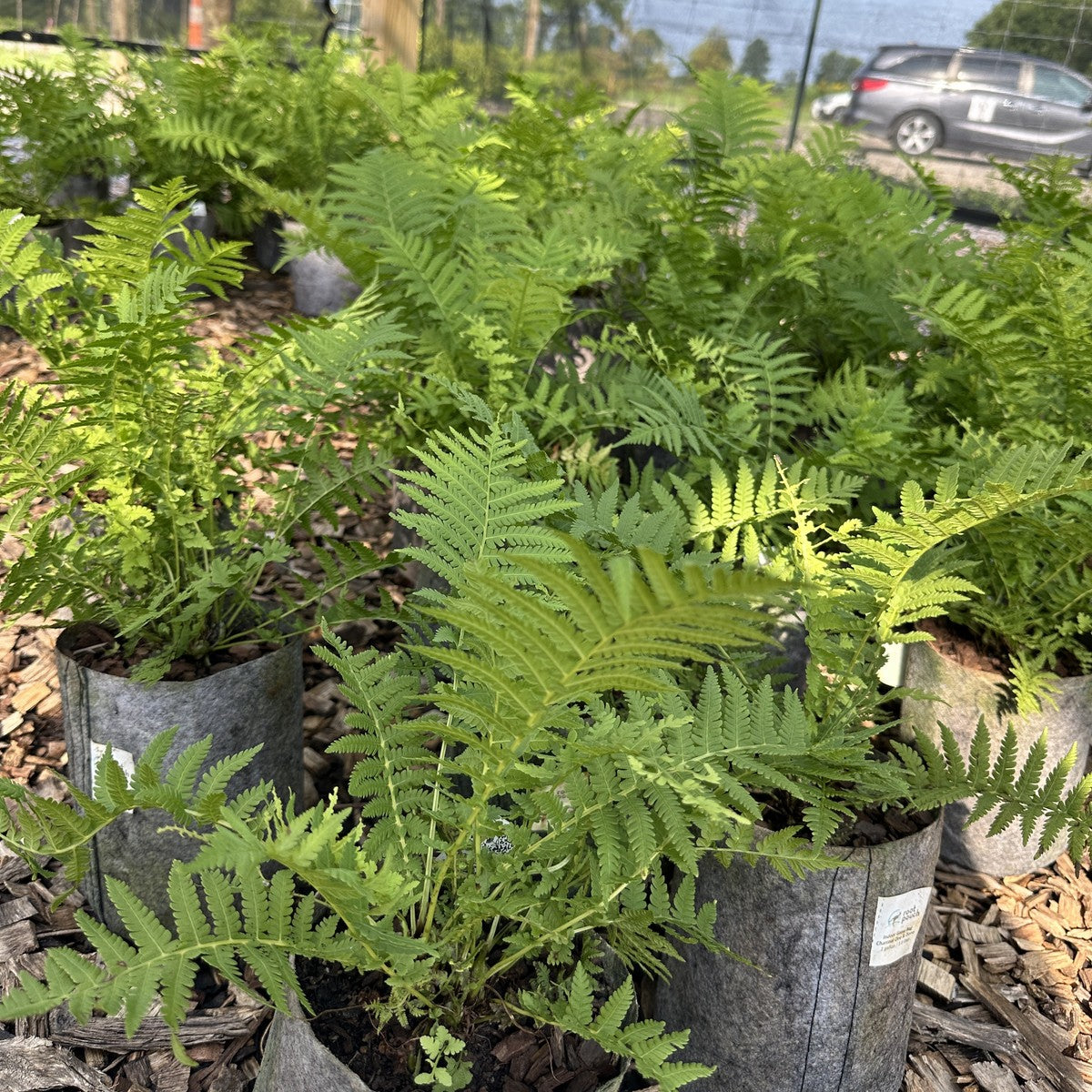 Matteuccia struthiopteris (Ostrich Fern) - 1 gal