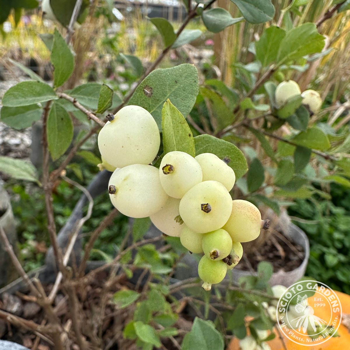 Symphoricarpos doorenbosii 'Kolmava' (Magical Avalanche® Snowberry) - QT
