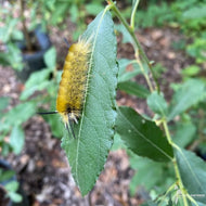 Salix discolor (Pussy Willow) - QT