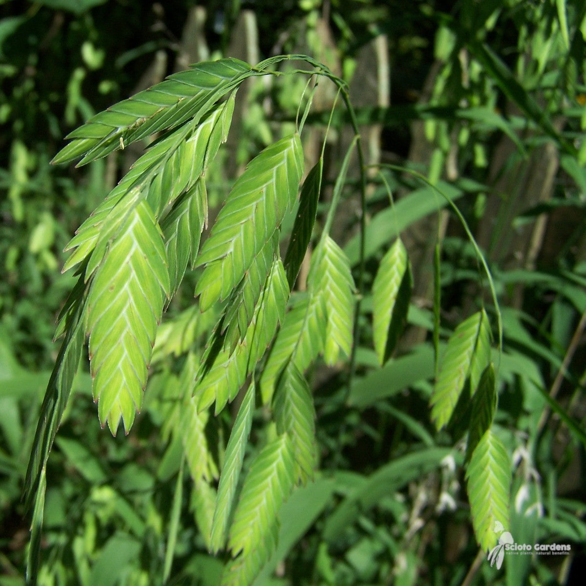Chasmanthium latifolium (Northern Sea Oats) - 1 gal