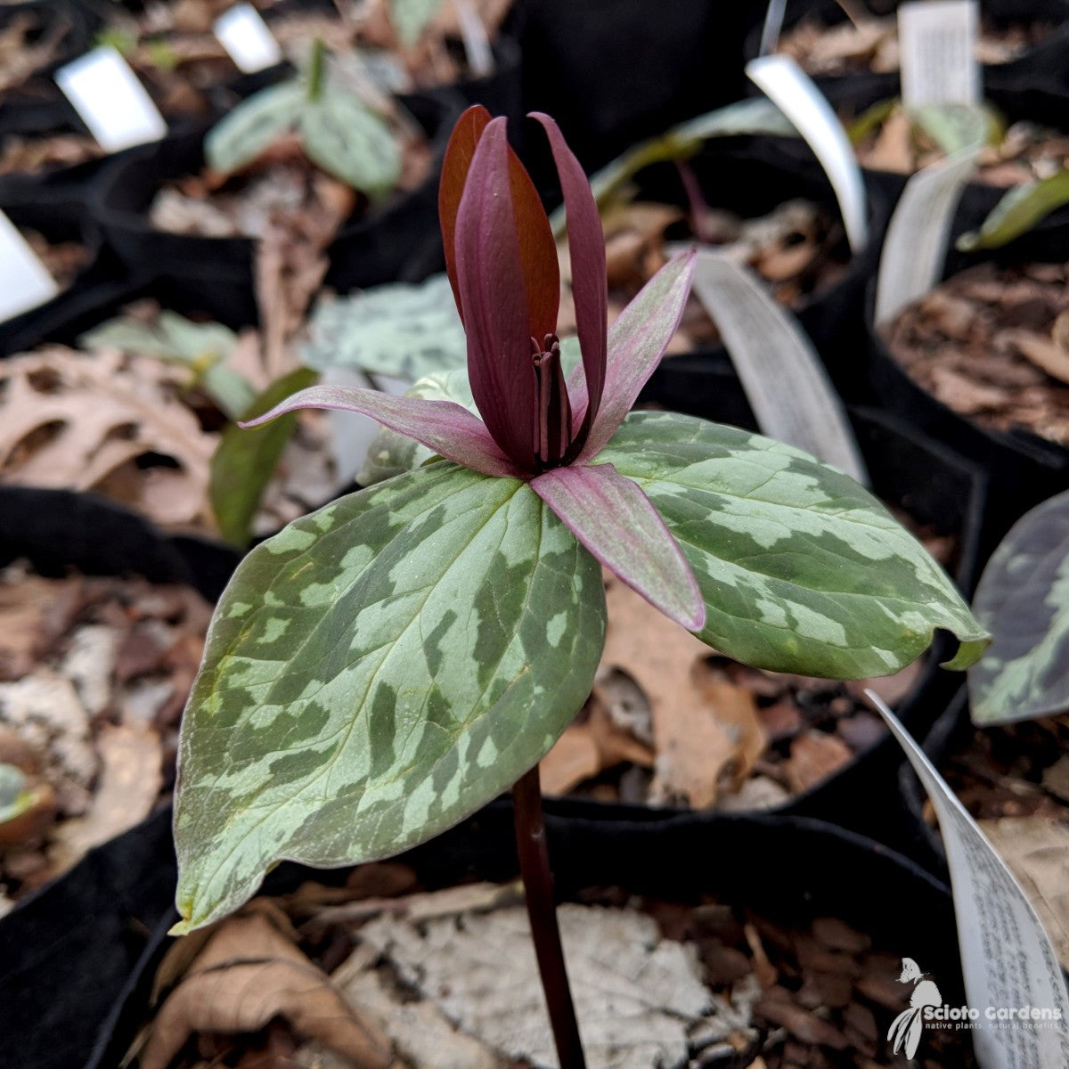 Trillium sessile (Toad-shade, Wake-robin) - 3QT