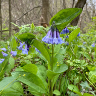 Mertensia virginica (Virginia Bluebells) - 1 gal