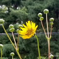 Silphium terebinthinaceum (Prairie Dock) - 2 gal