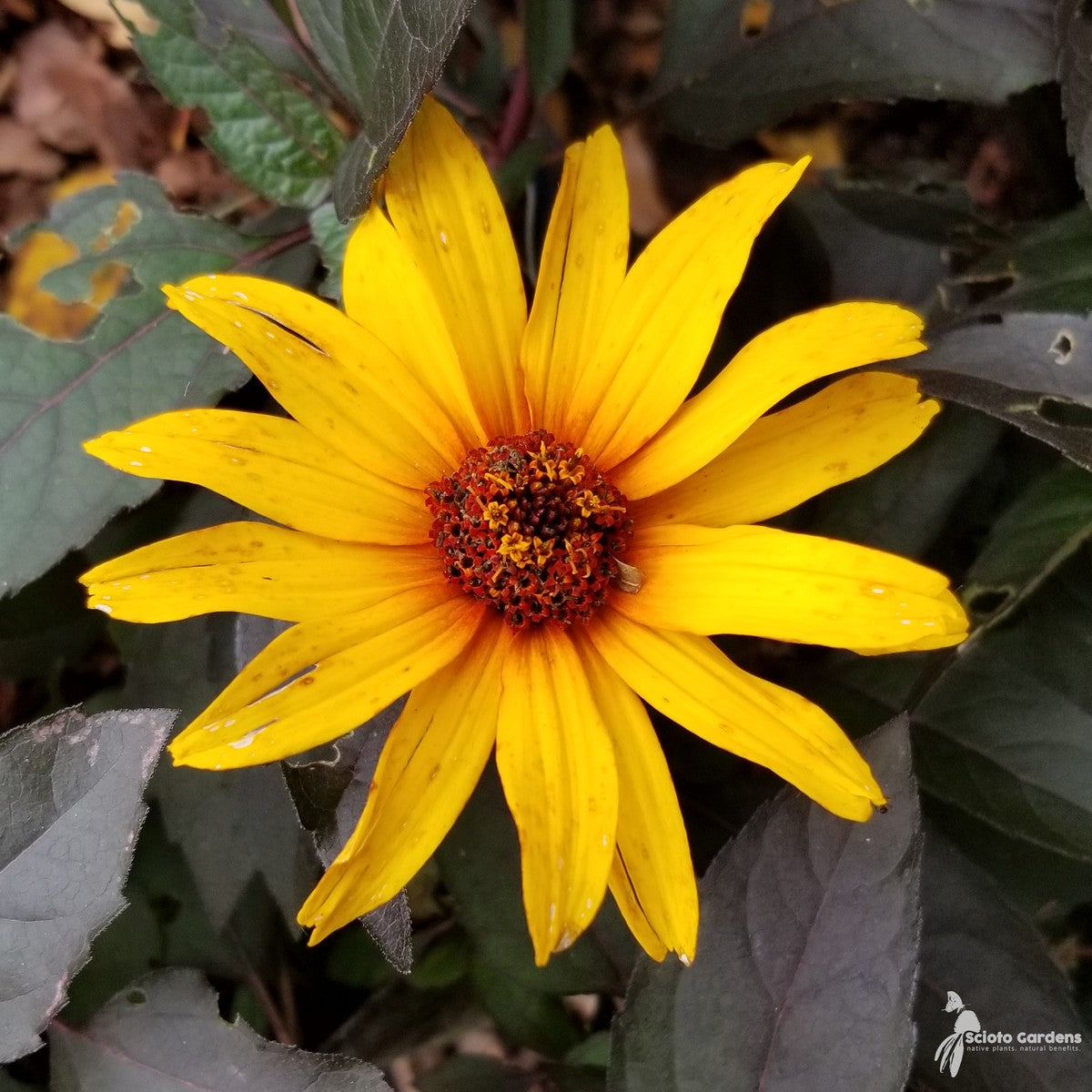 Heliopsis helianthoides var scabra ('Burning Hearts' False Sunflower) - 2 gal
