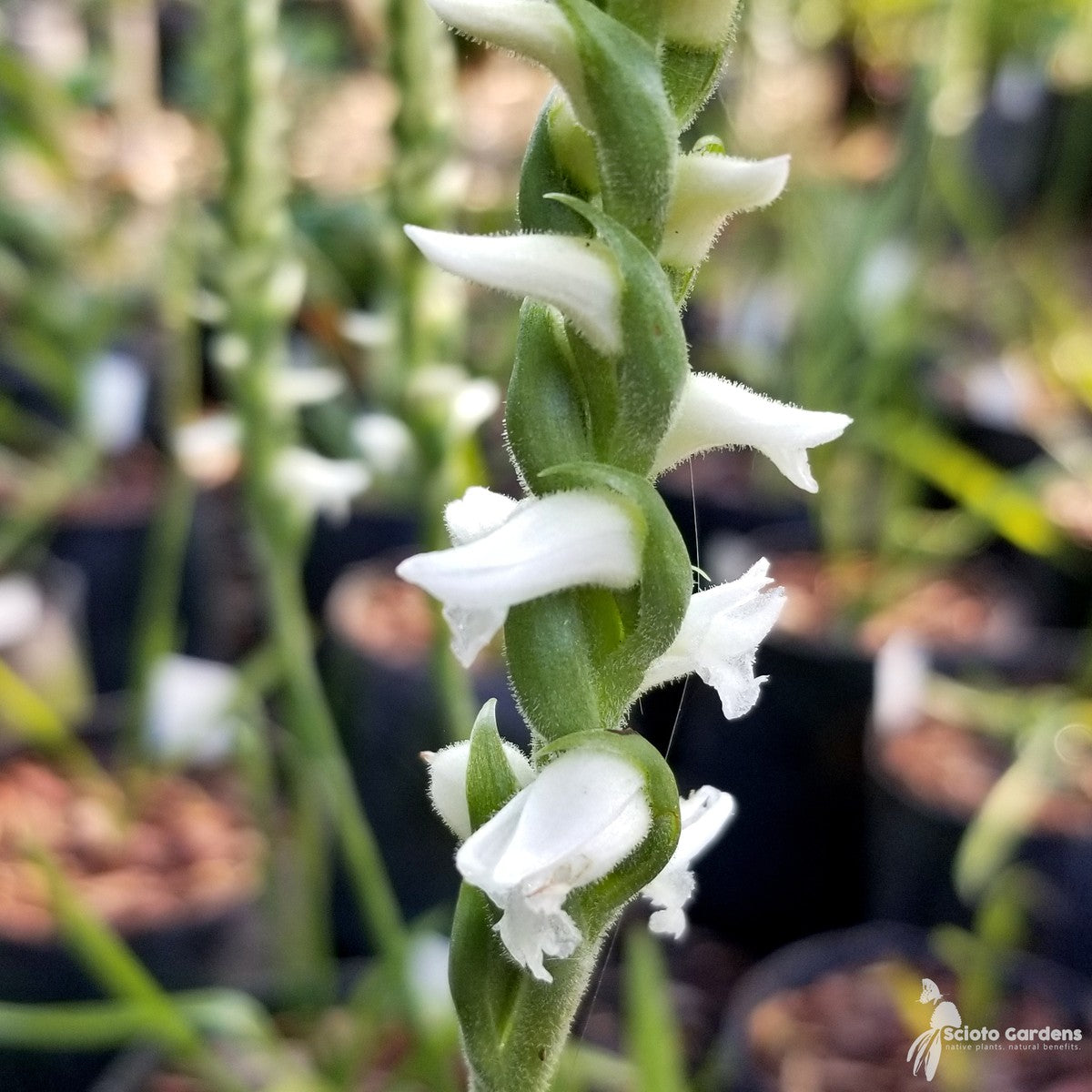 Spiranthes odorata (Fragrant Lady's Tresses) - 1 gal