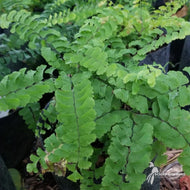 Adiantum pedatum (Maidenhair Fern) - 1 gal