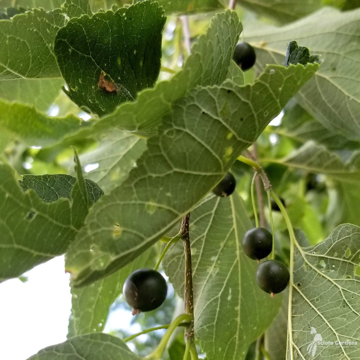 Celtis occidentalis (Common Hackberry) - 3 gal