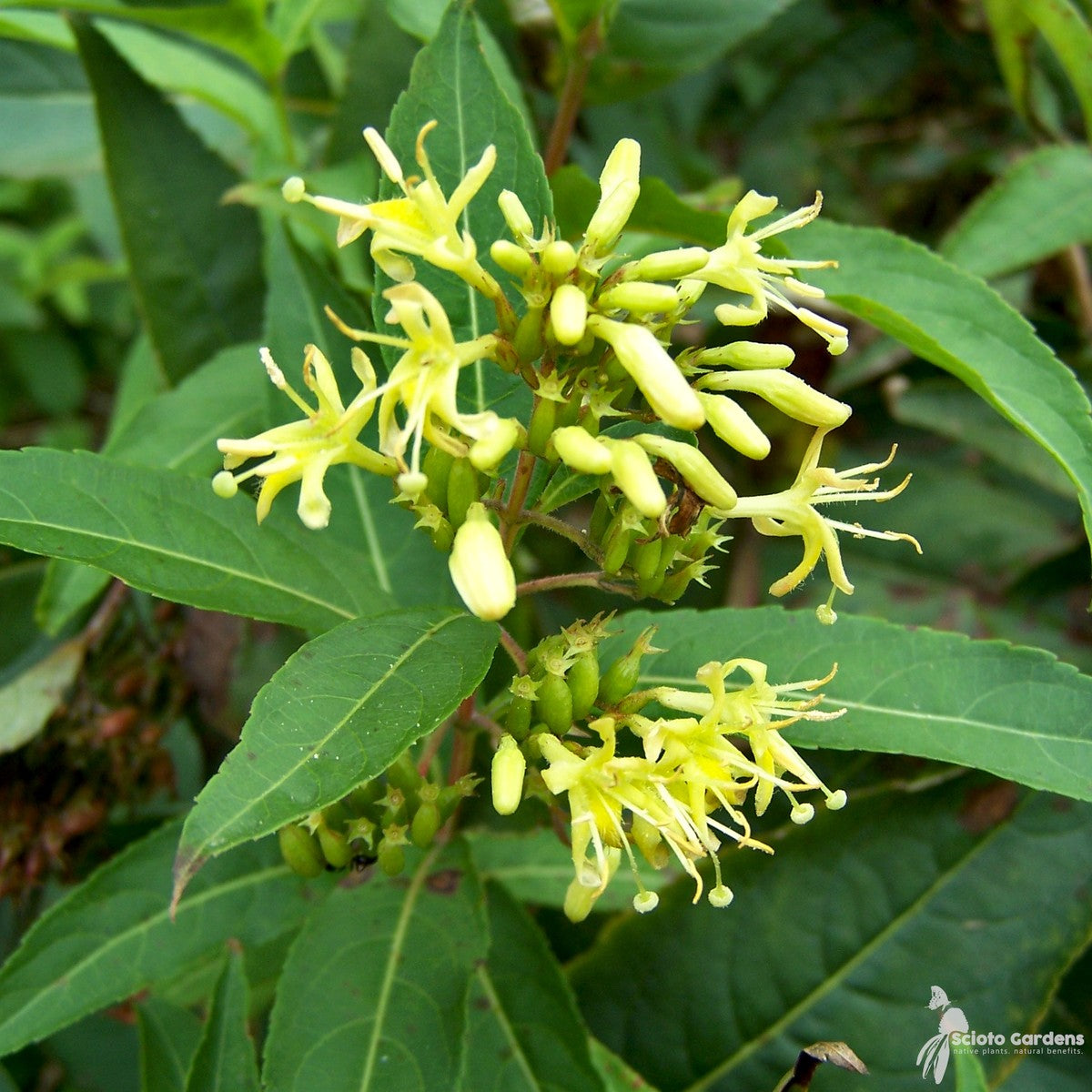 Diervilla lonicera (Native Bush Honeysuckle) - 3 gal