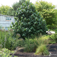 Asimina triloba (Common Pawpaw) - QT