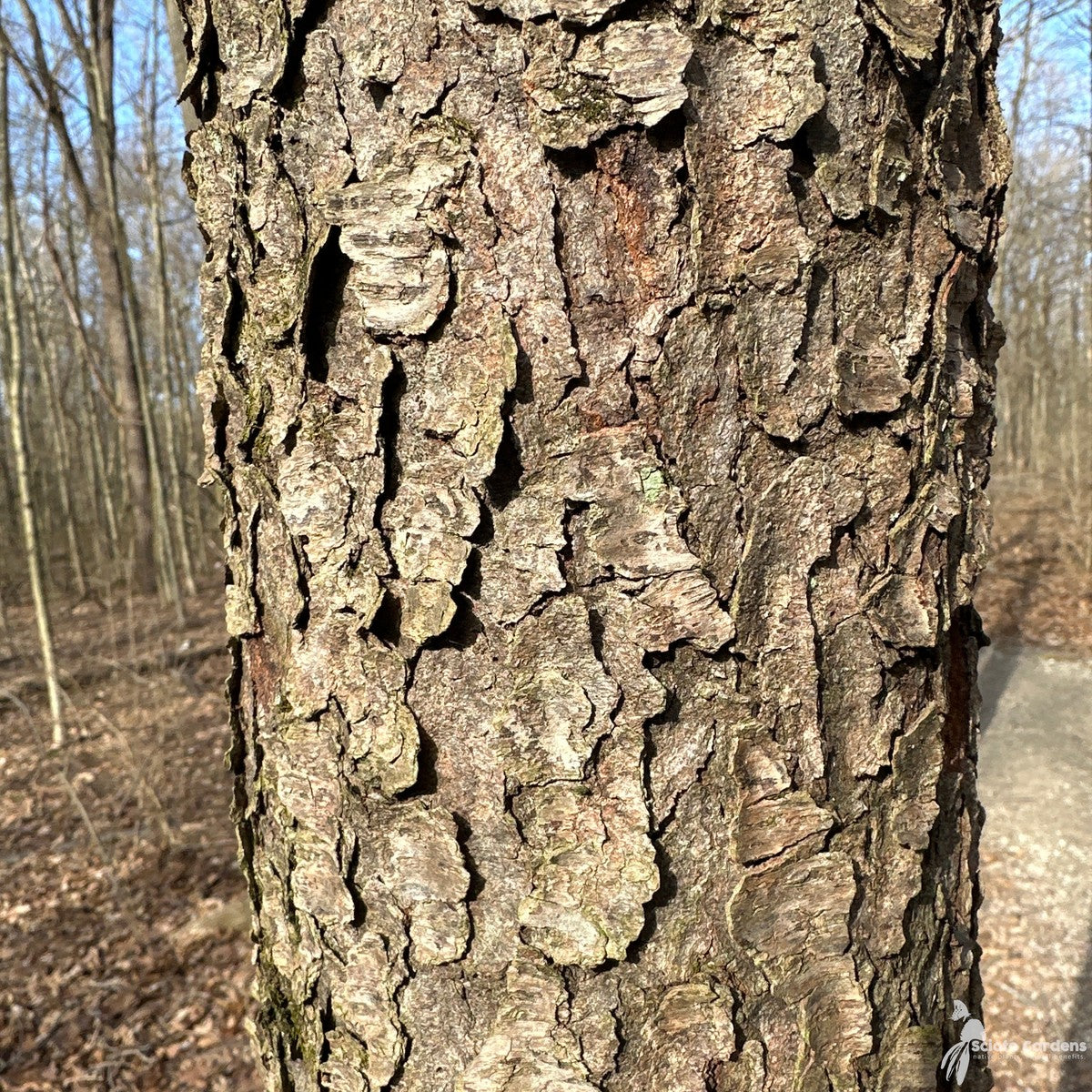 Prunus serotina (Wild Black Cherry) - QT