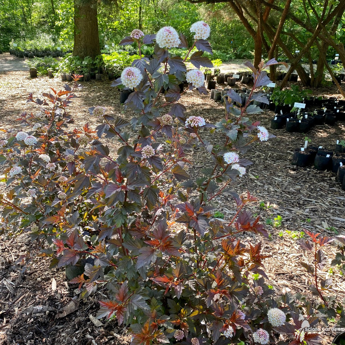 Physocarpus opulifolius 'Tuilad' (Lady in Red' Ninebark) - 3 gal