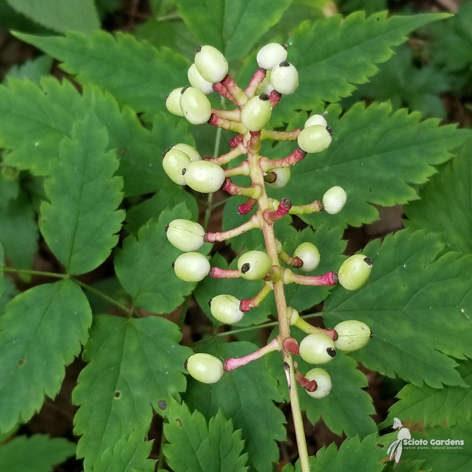 Actaea pachypoda (Dolls Eyes) - 2 gal