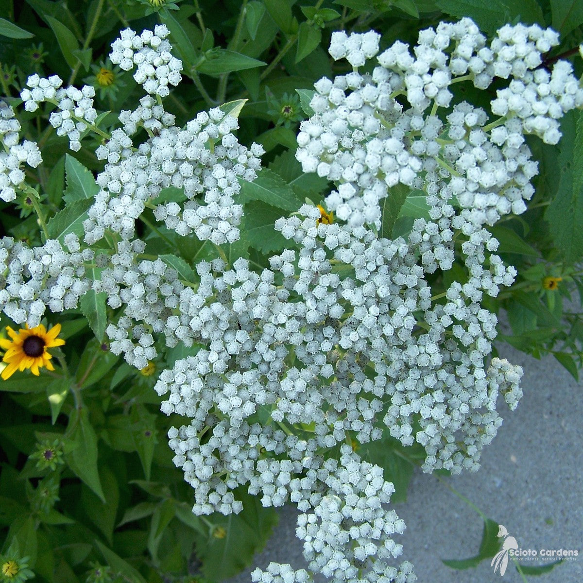 Parthenium integrifolium (Wild Quinine) - 1 gal