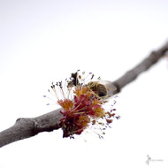 Acer rubrum (Red Maple) - 3 gal