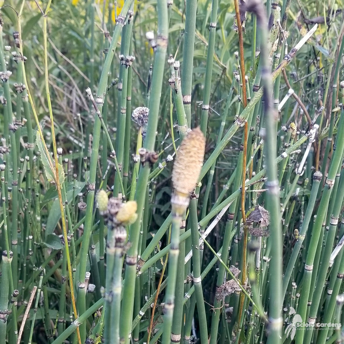 Equisetum hyemale (Horsetail/Scouring Rush) - 1 gal