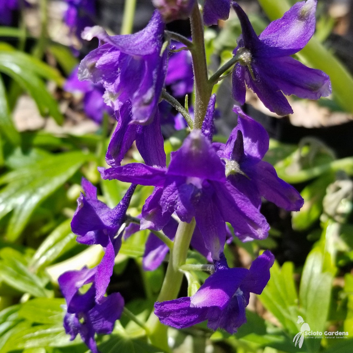 Delphinium tricorne (Dwarf Larkspur) - 1 gal