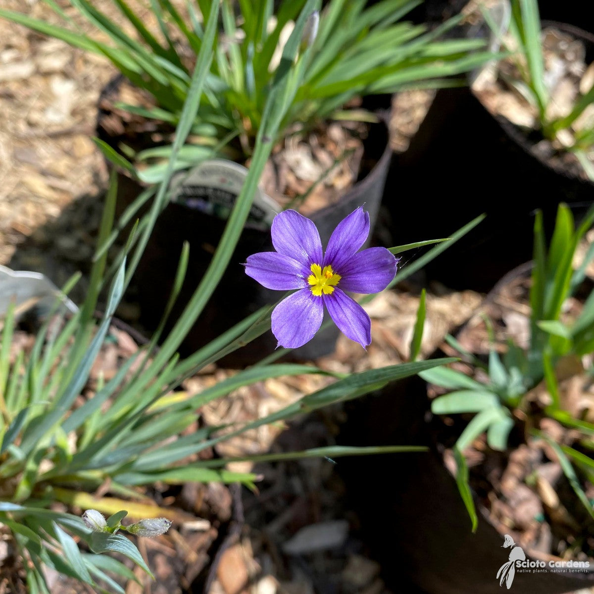 Sisyrinchium a. 'Lucerne' (Lucerne' Blue Eyed Grass) - 3QT