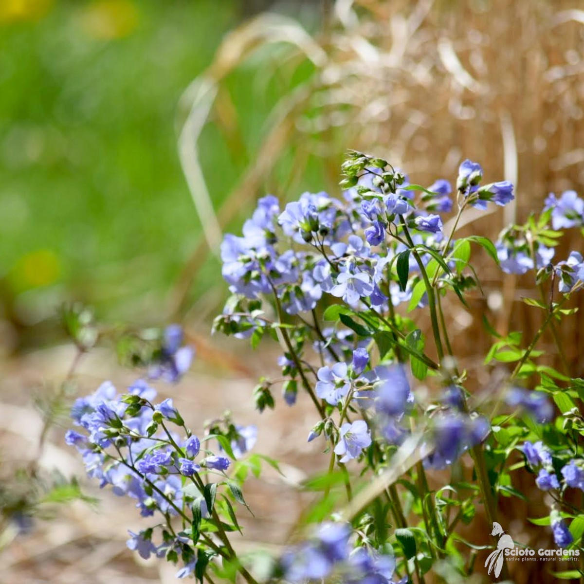 Polemonium reptans (Jacobs Ladder) - 1 gal