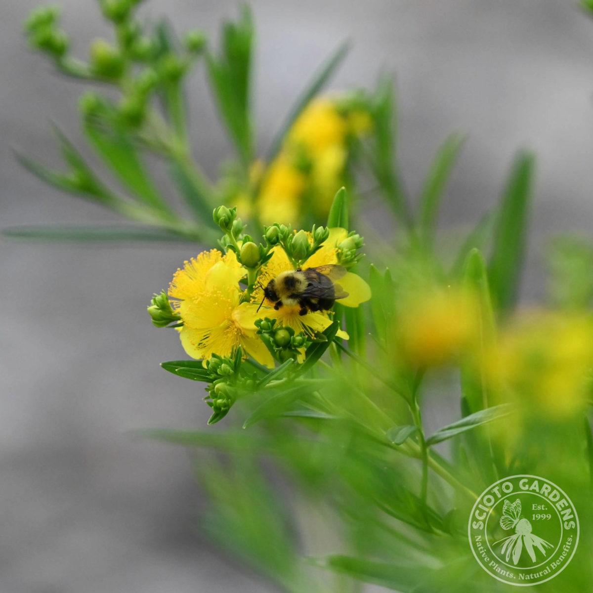 Hypericum kalmianum 'Gemo' (Gemo' Kalm's St. Johns-Wort) - QT