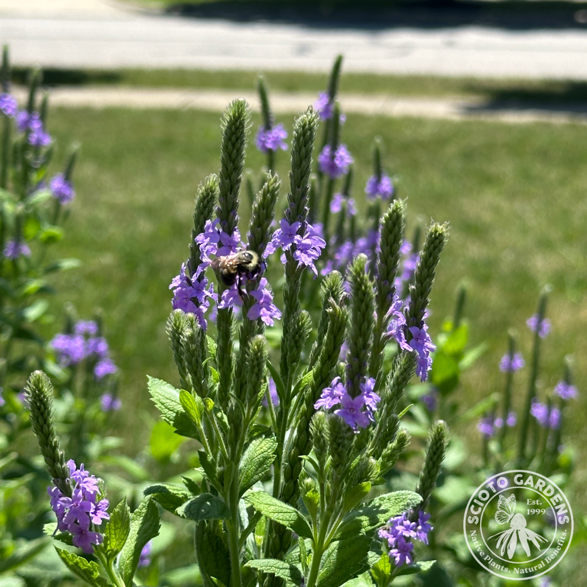 Verbena stricta (Hoary Vervain) - 2 gal