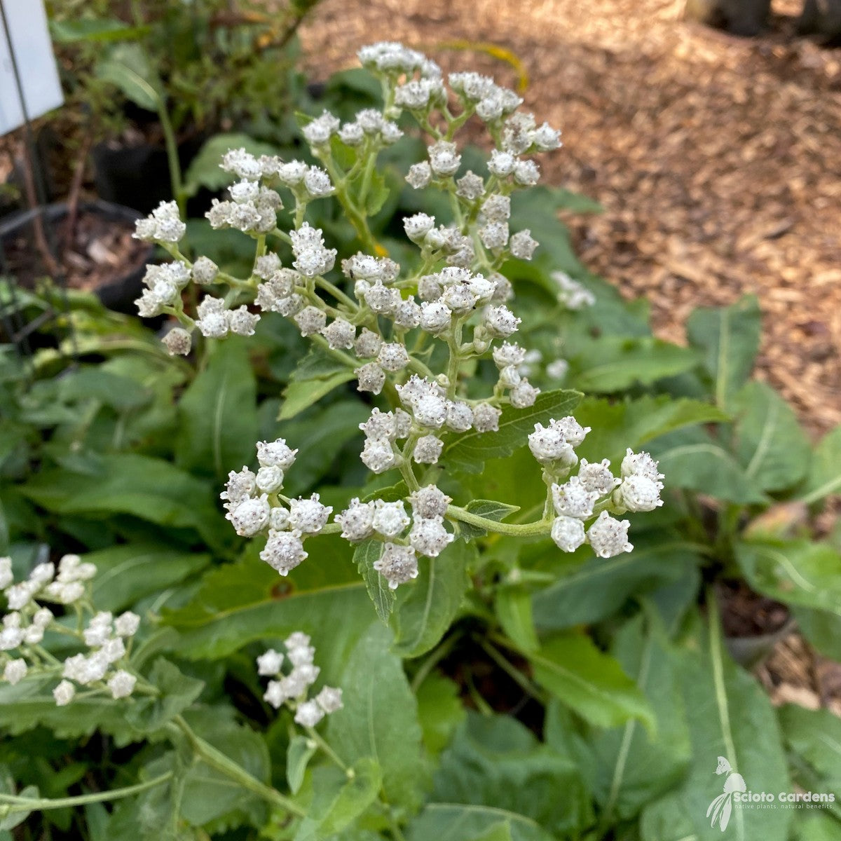 Parthenium integrifolium (Wild Quinine) - 1 gal