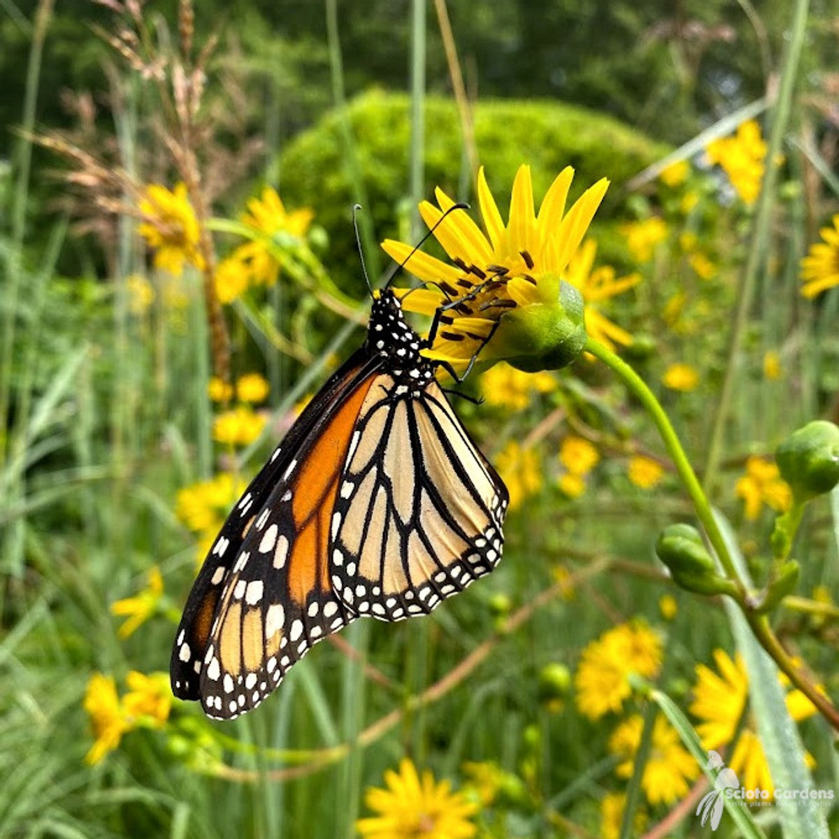 Silphium terebinthinaceum (Prairie Dock) - 2 gal