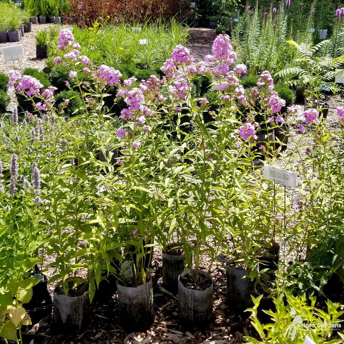 Phlox paniculata 'Jeana' ('Jeana' Tall Garden Phlox) - 1 gal