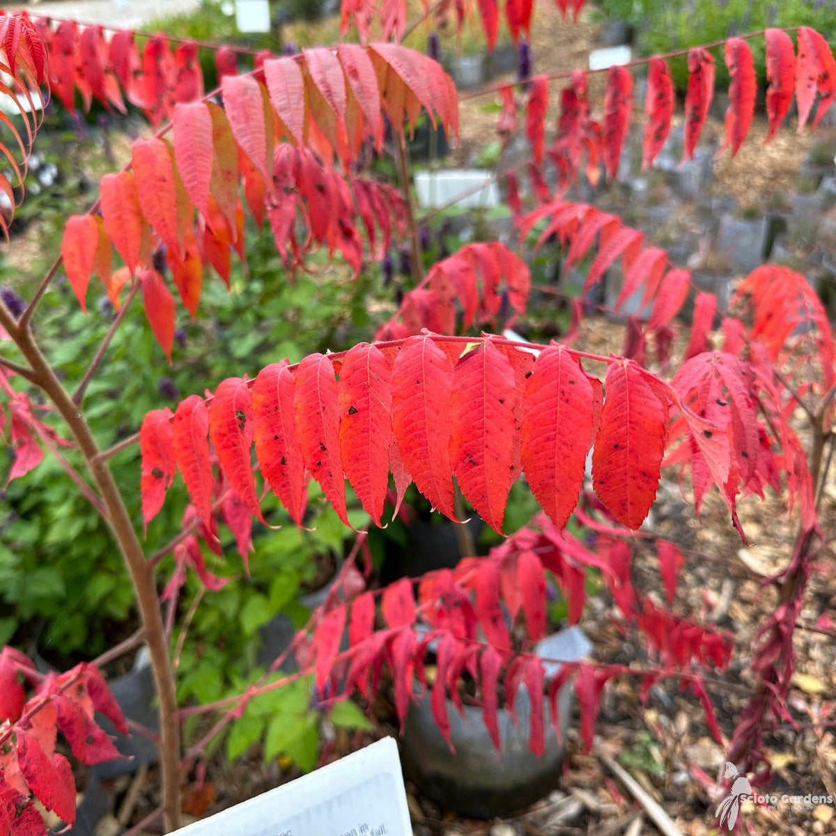 Rhus typhina (Staghorn Sumac) - 3 gal