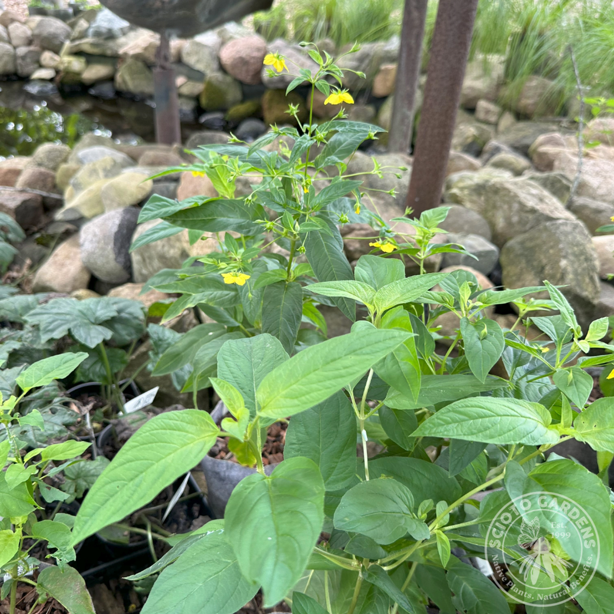 Lysimachia ciliata (Fringed Loosestrife) - 2 gal
