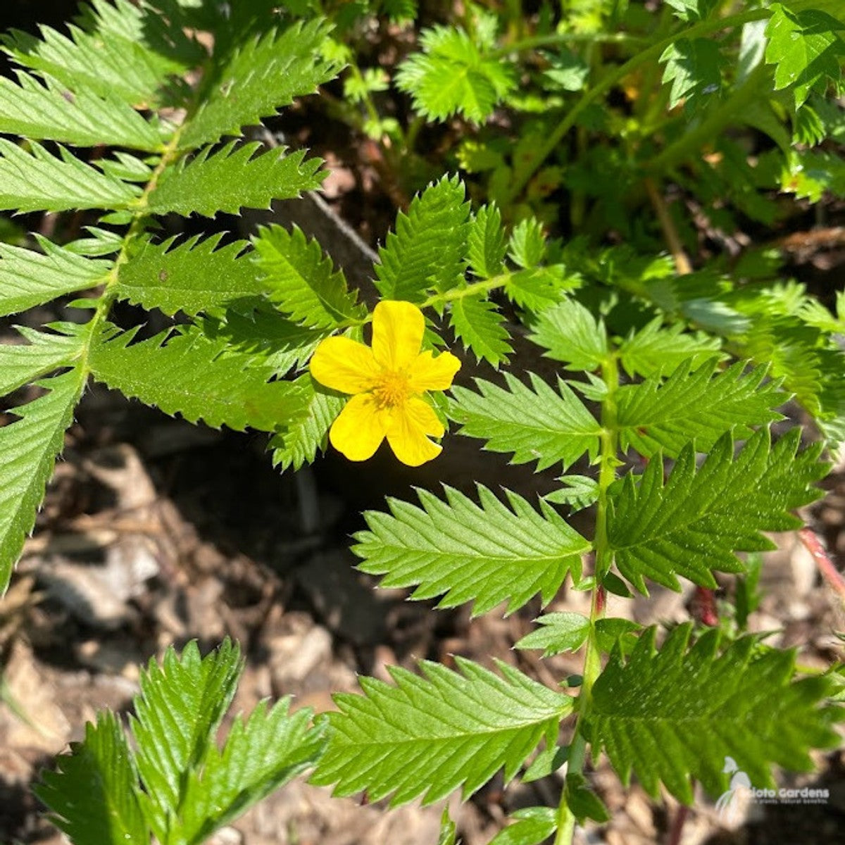 Argentina anserina (Heritage Garden) (Silverweed, Silver Cinquefoil) - 2 gal