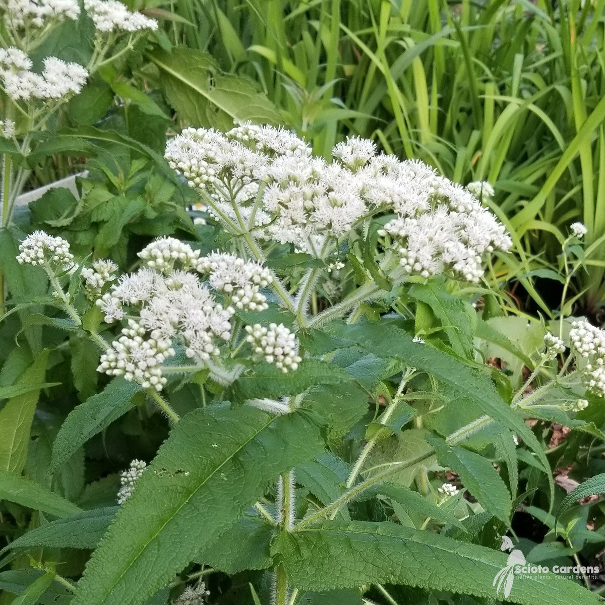 Eupatorium perfoliatum (Boneset) - 2 gal
