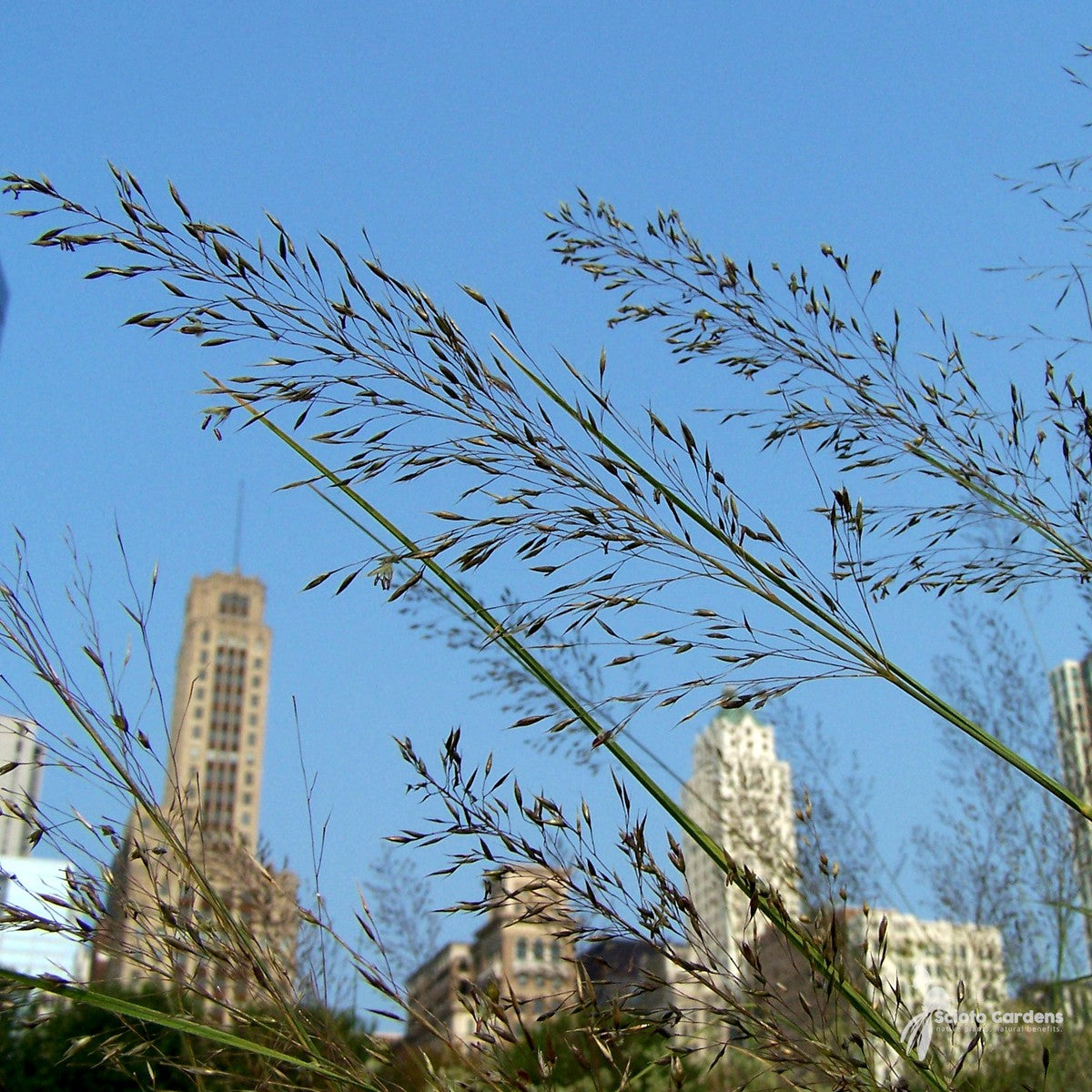 Sporobolus heterolepis (Prairie Dropseed) - 1 gal