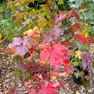 Liquidambar styraciflua (Sweetgum) - QT