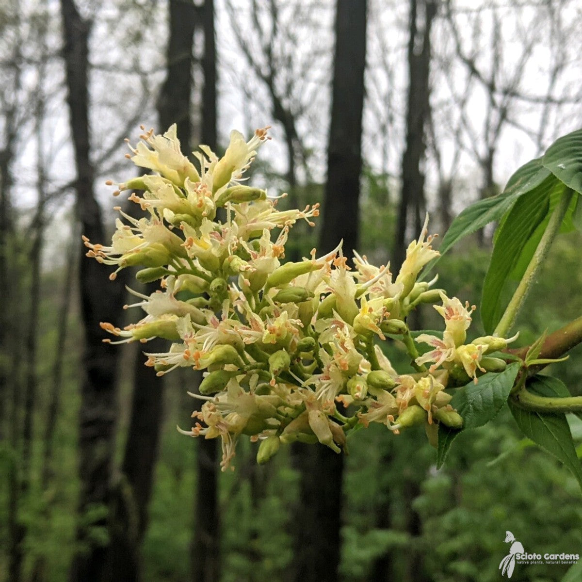 Aesculus glabra (Ohio Buckeye) - 3 gal