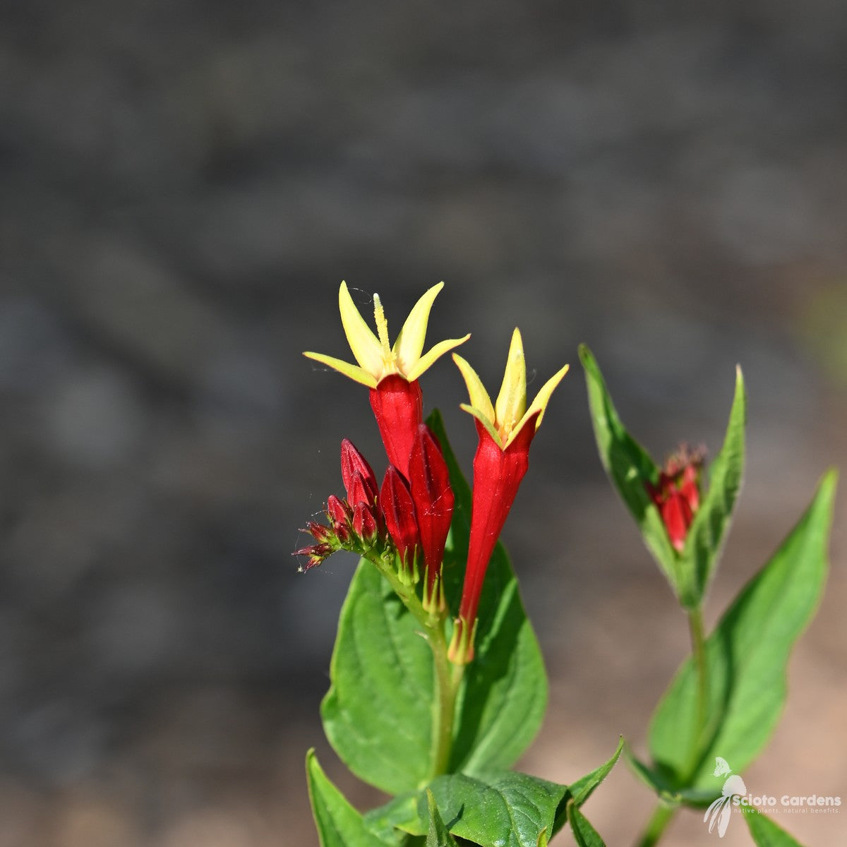 Spigelia marilandica (Indian Pink) - 3QT