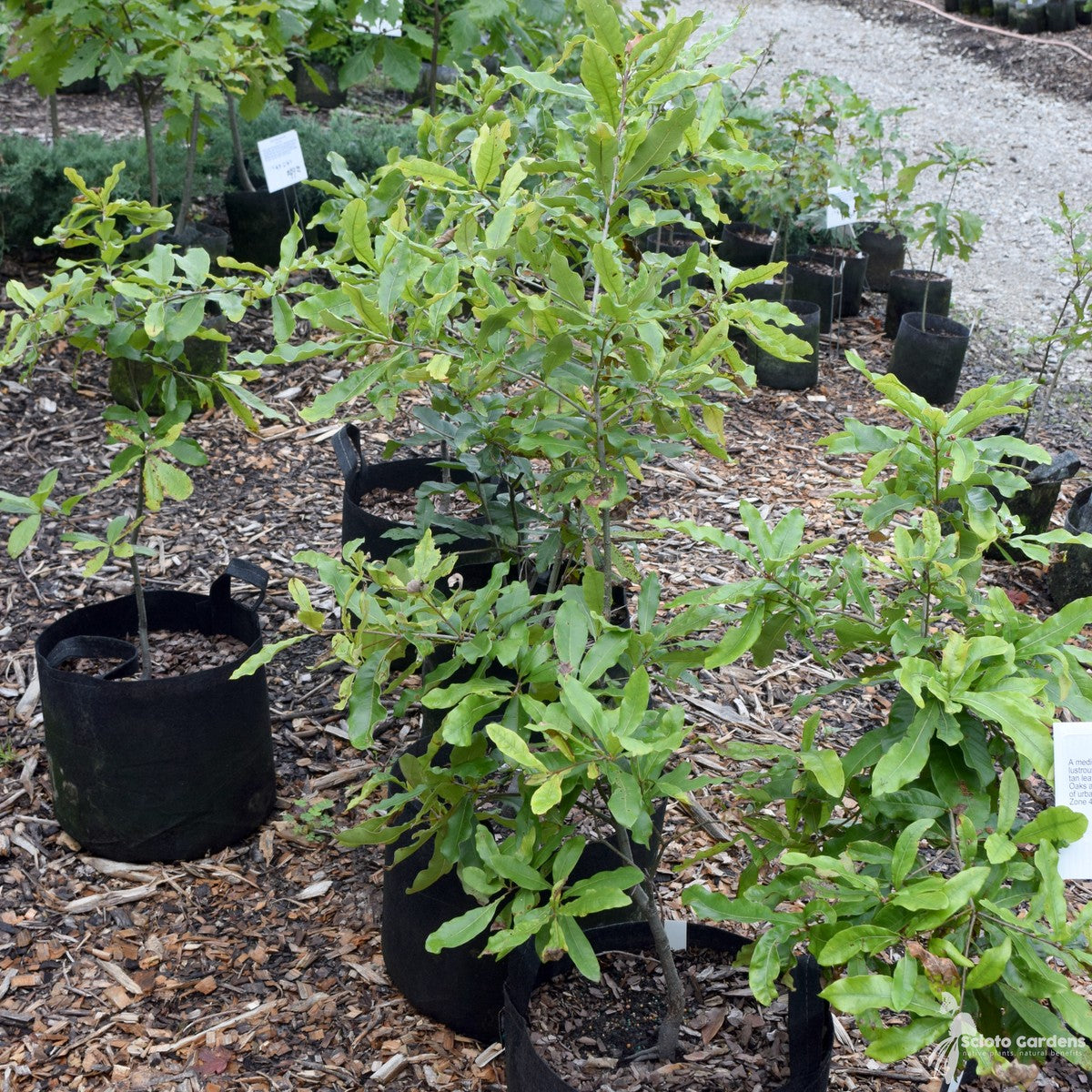 Quercus imbricaria (Shingle Oak) - 7 gal
