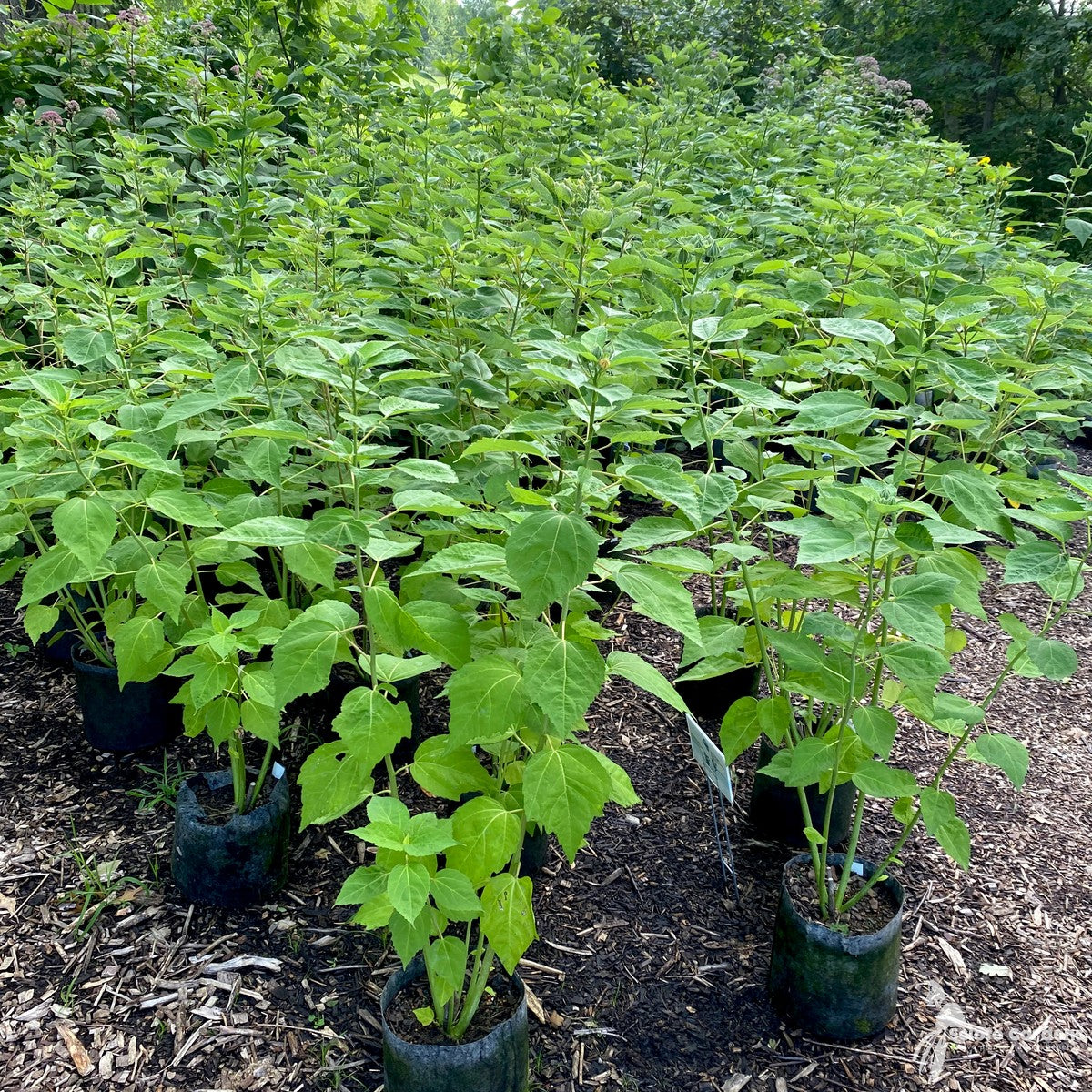 Hibiscus moscheutos (Common Rose Mallow) - 2 gal
