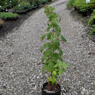 Rubus idaeus 'Heritage' (Raspberry 'Heritage' (red)) - QT