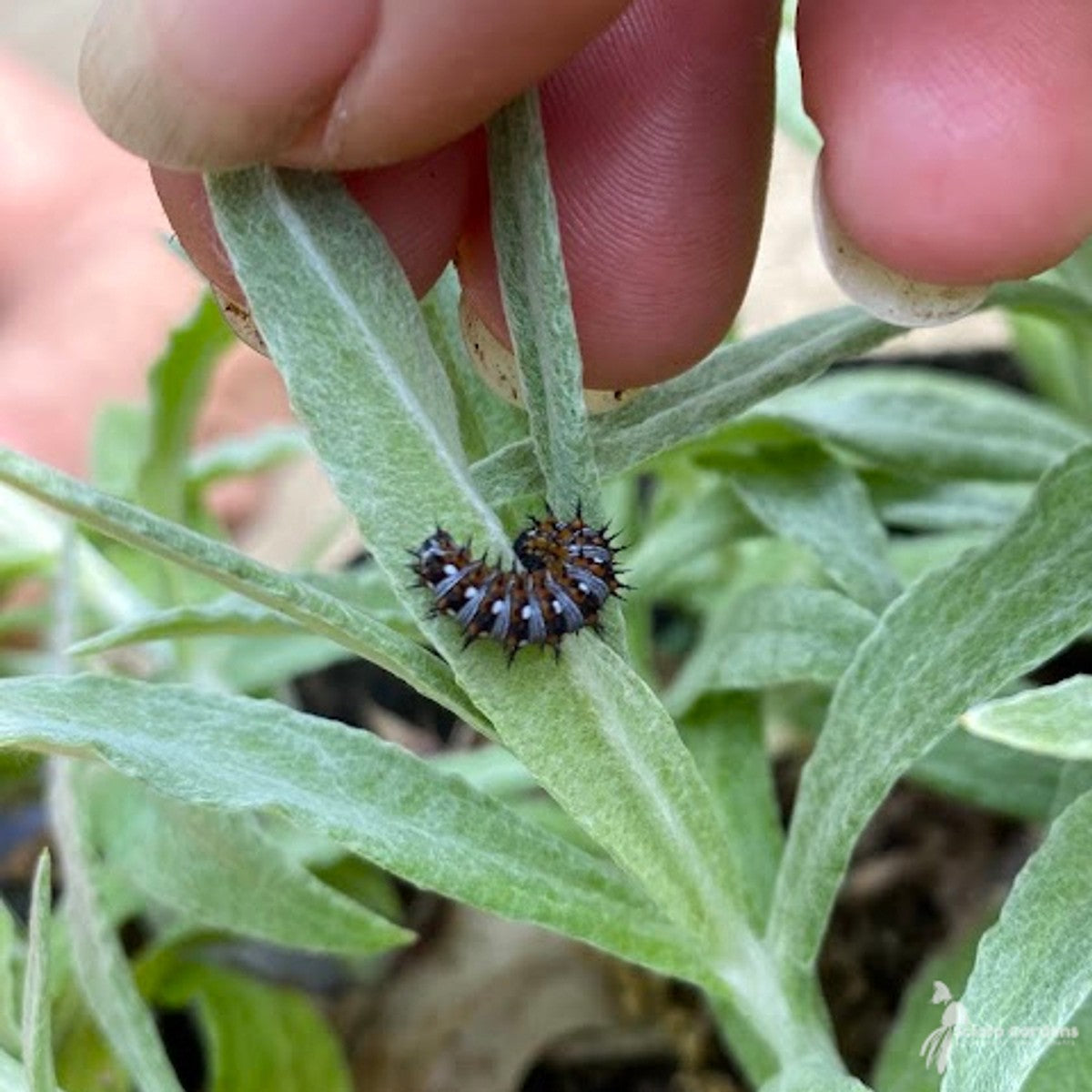 Anaphalis margaritacea (Pearly Everlasting) - 1 gal