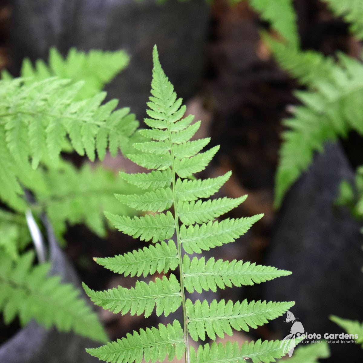 Athyrium filix-femina (Lady Fern) - 3QT